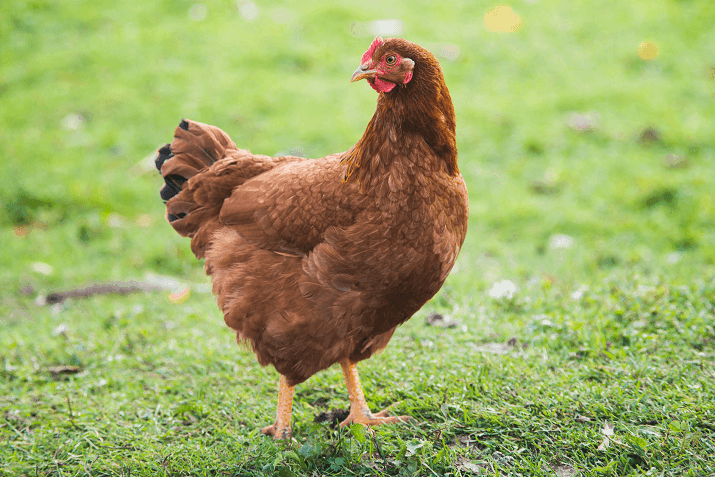 Chicken Breeds - Facts, Types, and Pictures