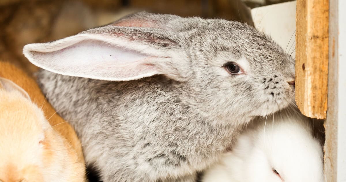 Keep Your Pet Rabbits Safe and Healthy