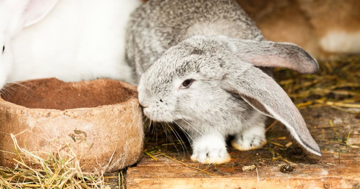 Keep Your Pet Rabbits Safe