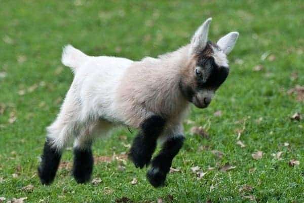 can pygmy goats live with dogs