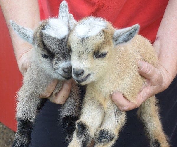 baby pygmy goat jumping