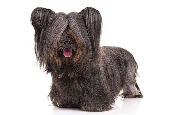 dog with hair on face breed
