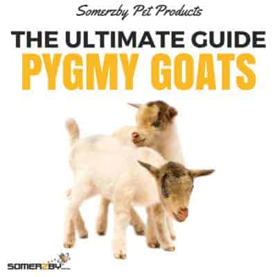 pygmy goats