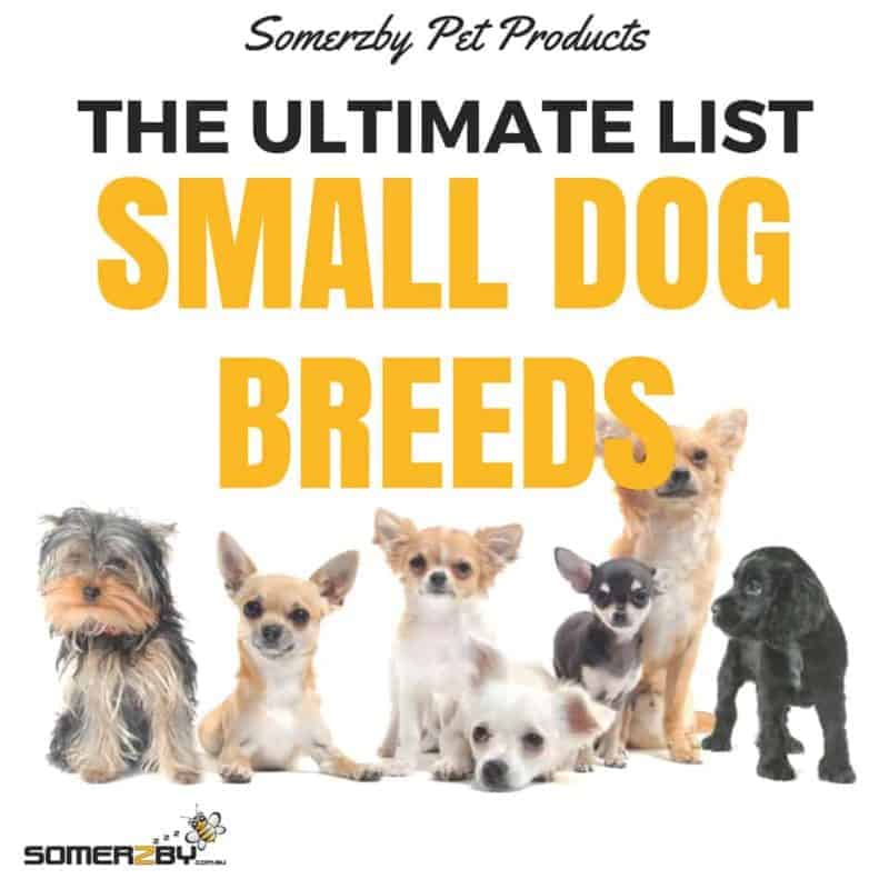best tempered small dogs