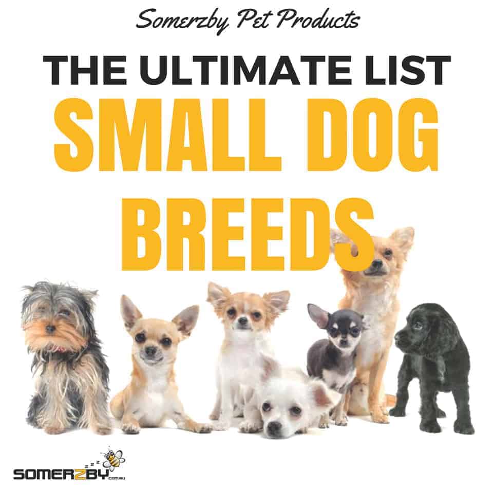 Small Dog Breeds - The Ultimate List of 