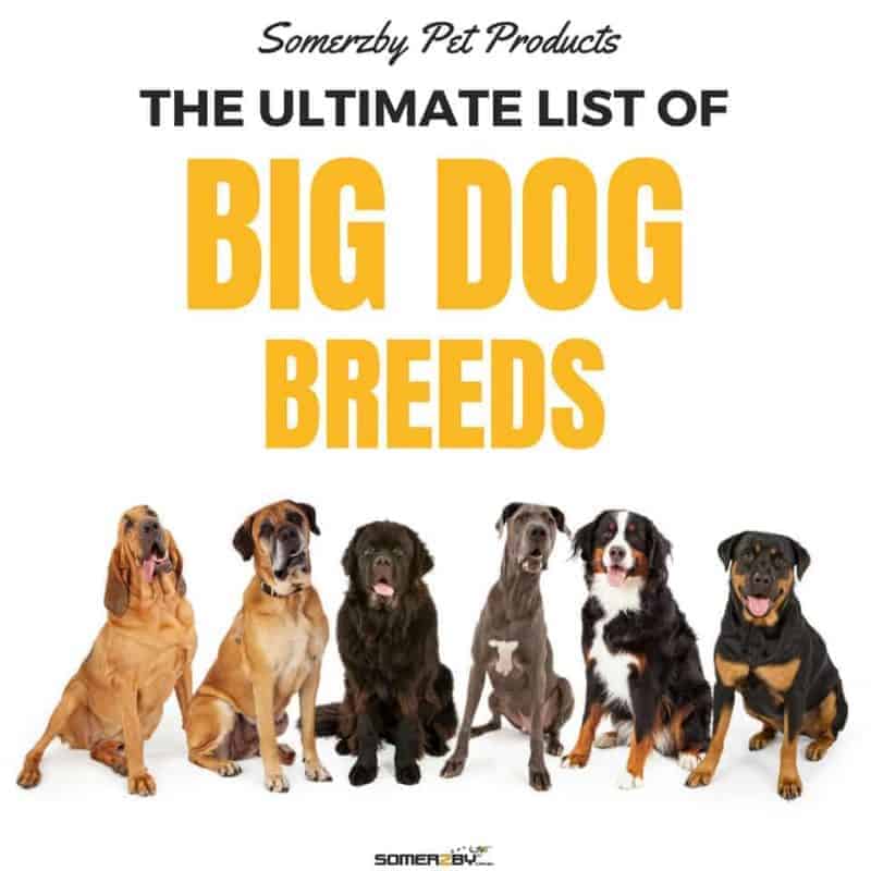 The Ultimate List of 50 Big Dog Breeds 