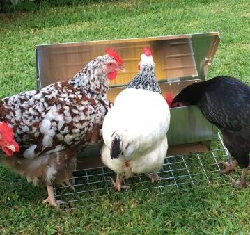 Somerzby Automatic Chicken Feeder