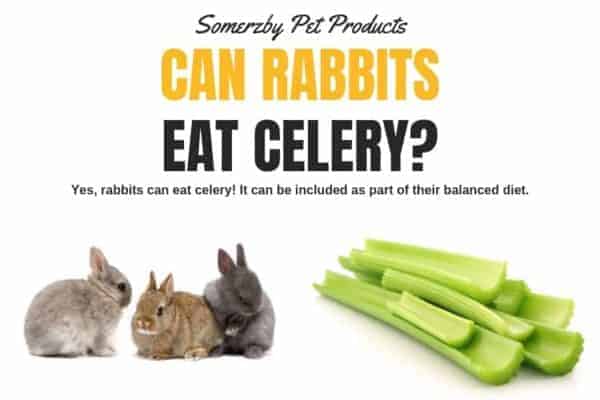 Discover 'What Can Rabbits Eat': Beyond Leafy Greens!