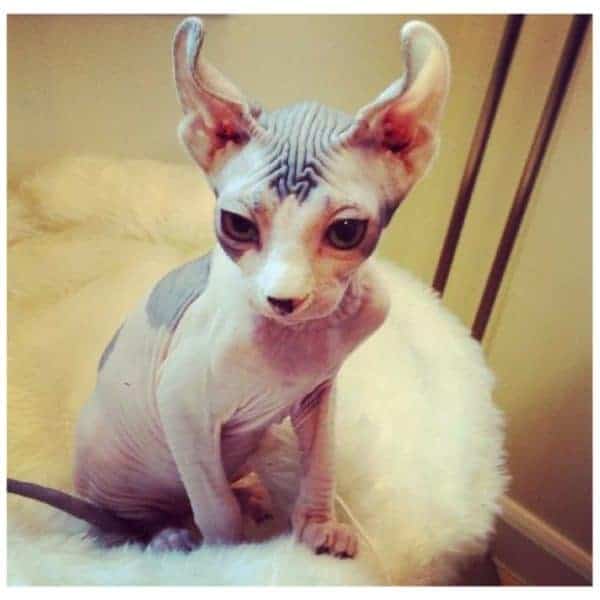 Hairless Cats The Ultimate Guide Of Hairless Cat Breeds