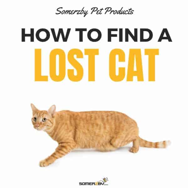 Lost Cats, How To Find Them and Why Do They Go Missing?