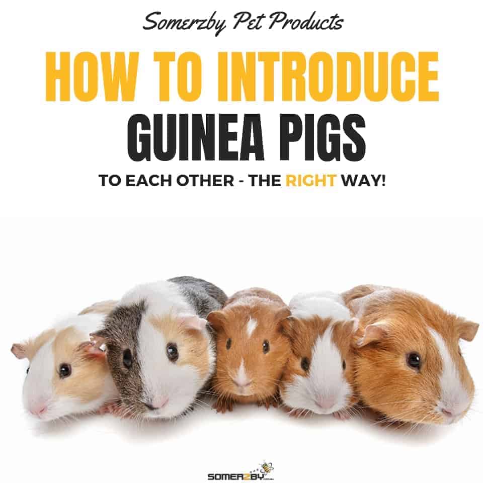 introducing two guinea pigs