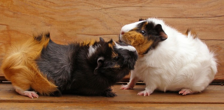 introducing a new guinea pig