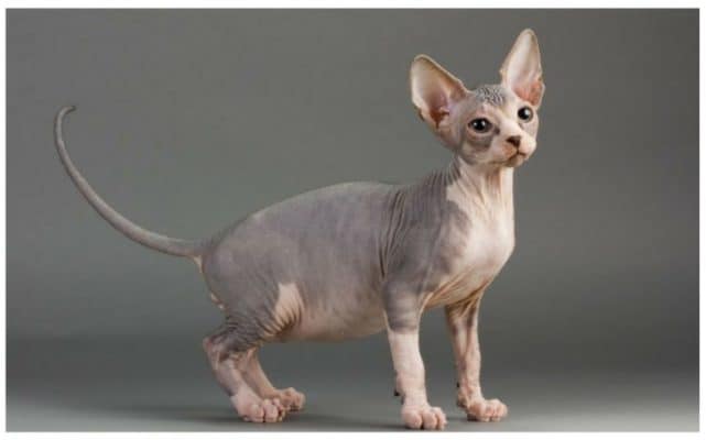 Hairless Cats The Ultimate Guide Of Hairless Cat Breeds