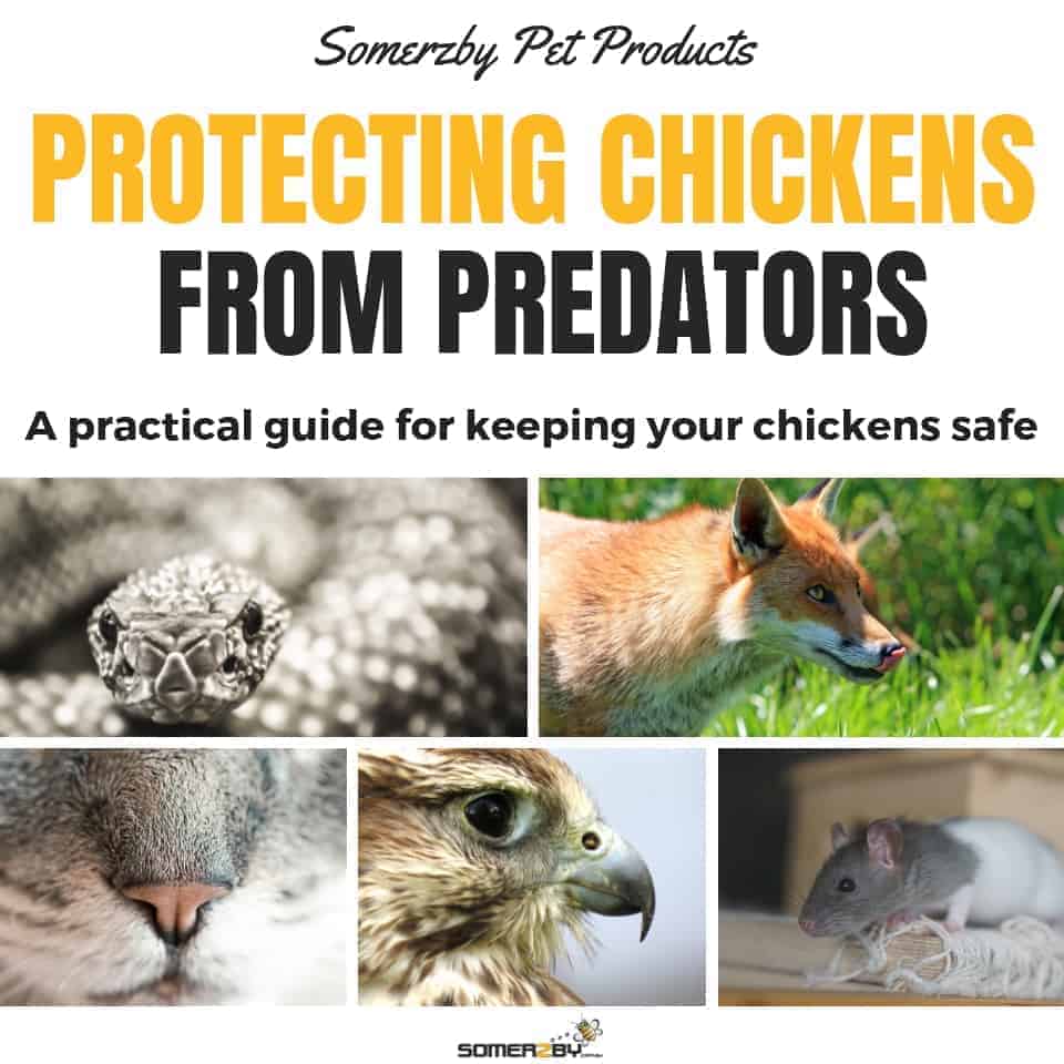 Protecting Chickens from predators - A practical guide for keeping your chickens safe