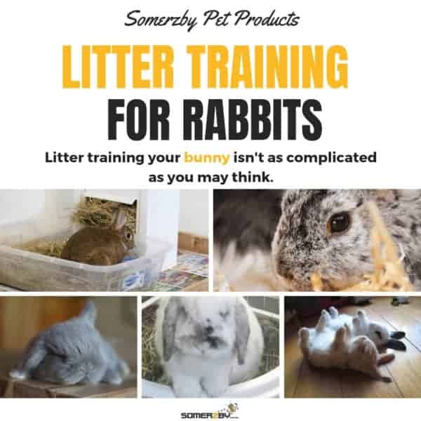 Litter Training Rabbits - Can Your Really Potty Train A Rabbit?