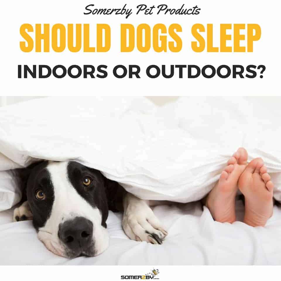 Should My Dog Sleep Indoors Or Outdoors And Is It Cruel To Keep Him Outdoors