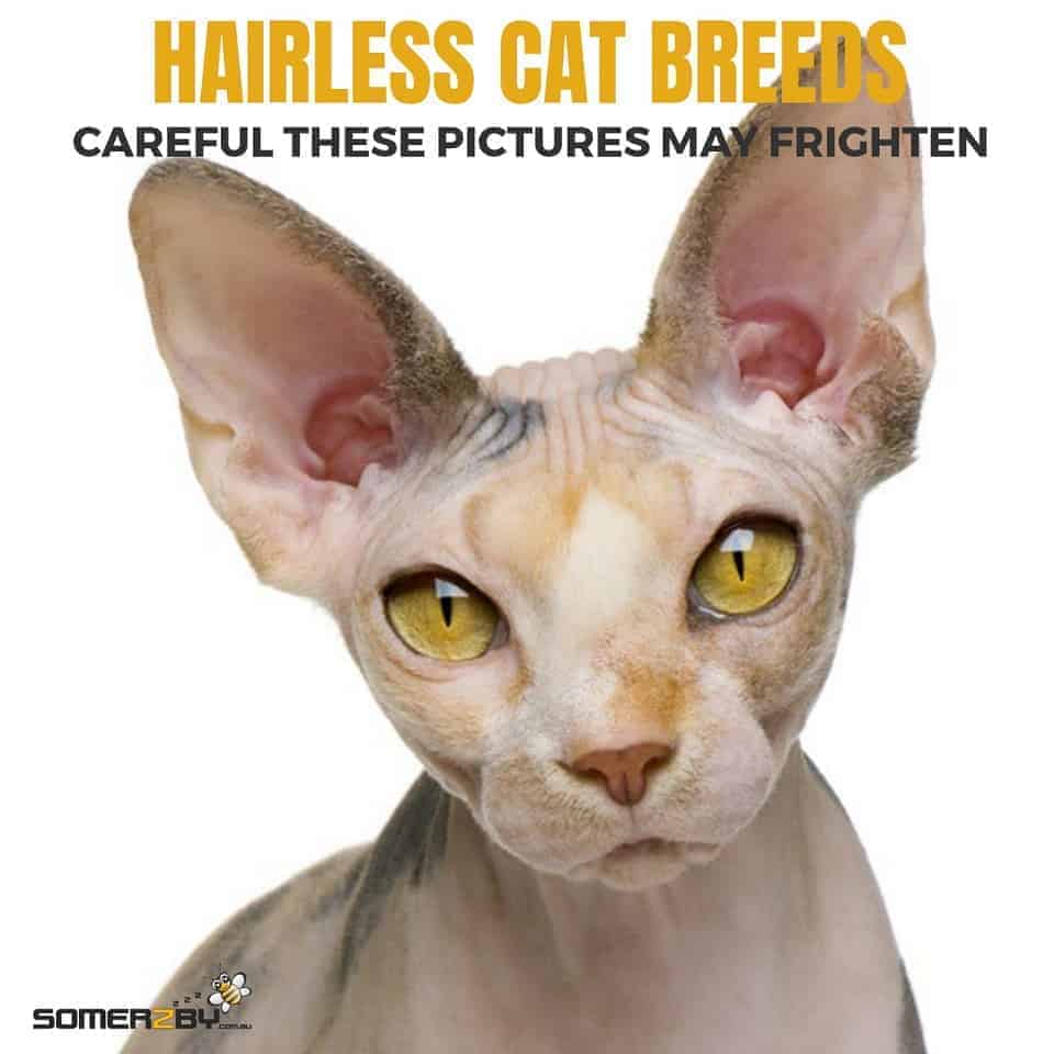beautiful hairless cats