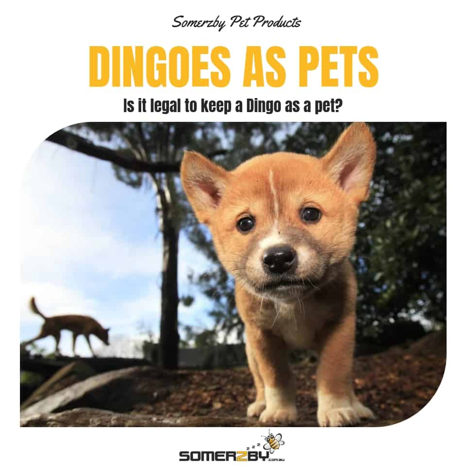 Dingoes as Pets, Is Legal To A Dingo A Pet?