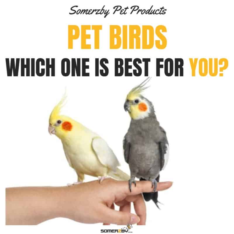 small pet bird types