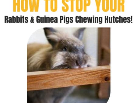 How to stop rabbits and guinea pigs chewing wooden hutches