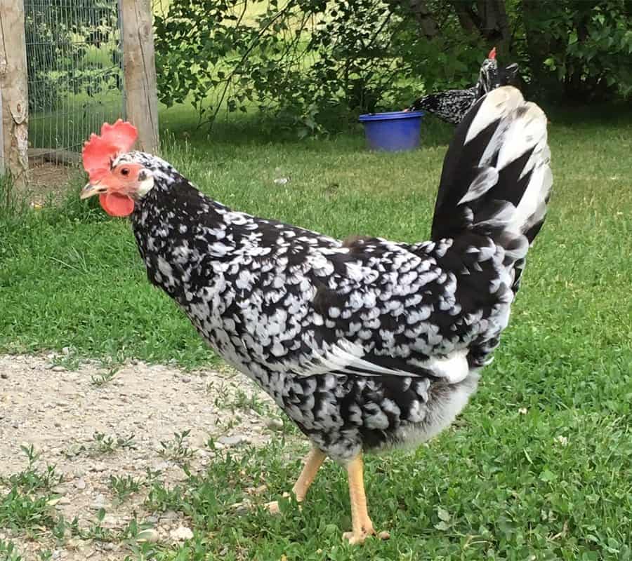 name of black and white chickens
