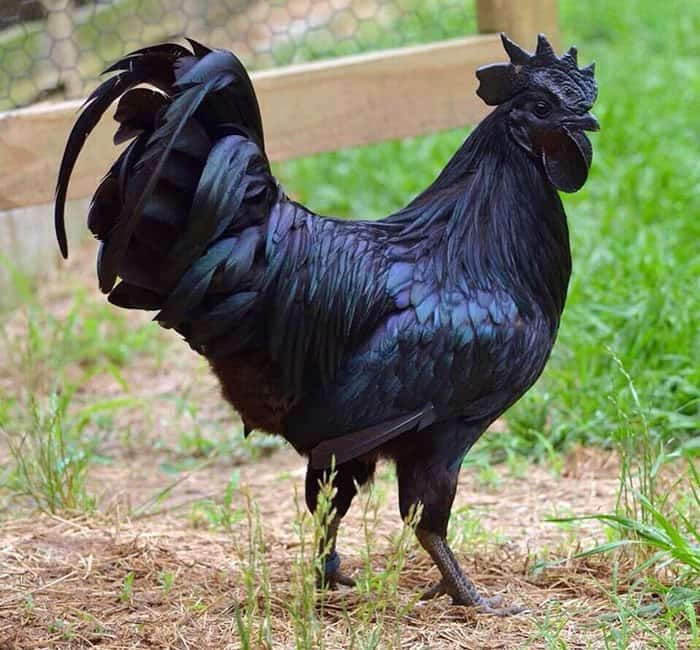 black baby chicken breeds