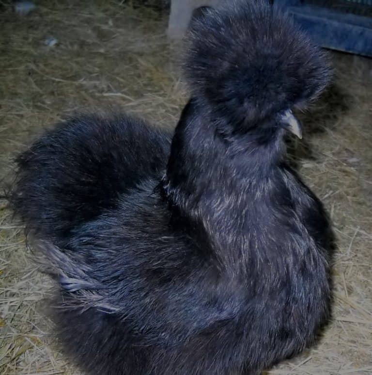 Silkie Chicken Breed - Info Guide on Eggs, Colours, Babies and Where to Buy