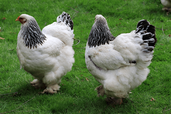 Giant Chicken Video–Brahma Rooster