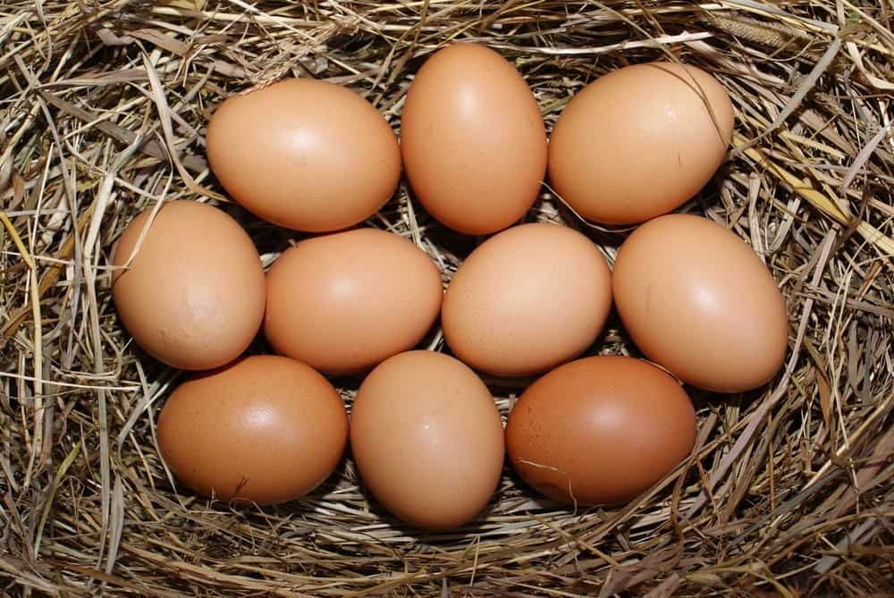 Brown Light columbian Brahma Egg For Hatching at Rs 250/piece in
