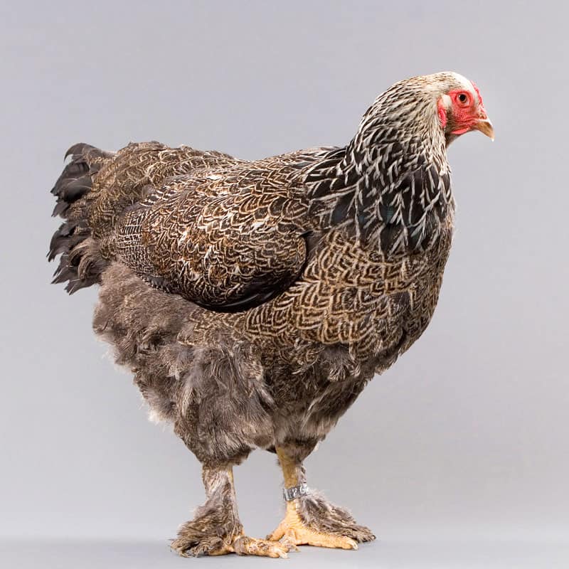 Brahma Chicken Breed : Everything you need to know