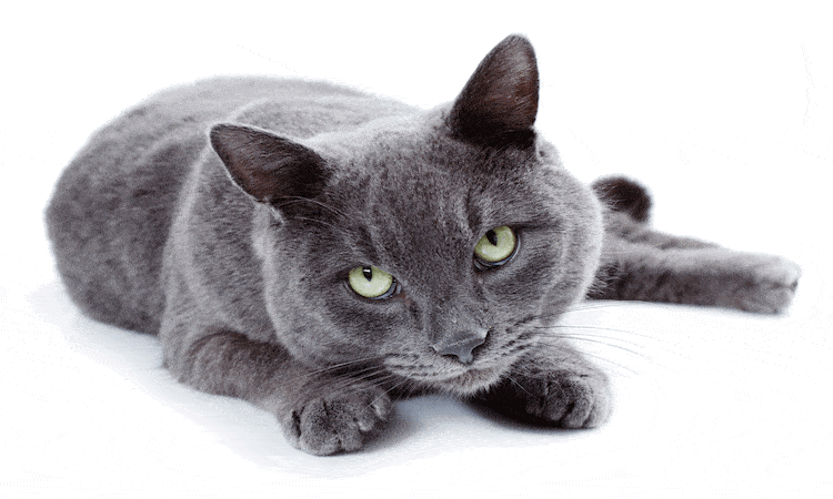 russian blue cat for sale