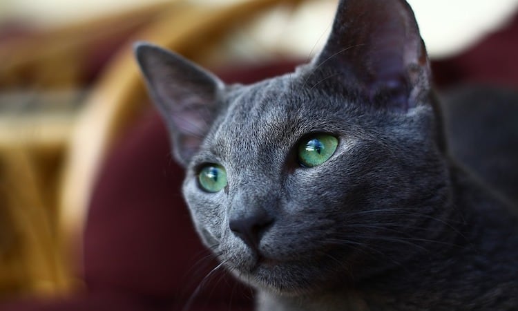 russian blue cat