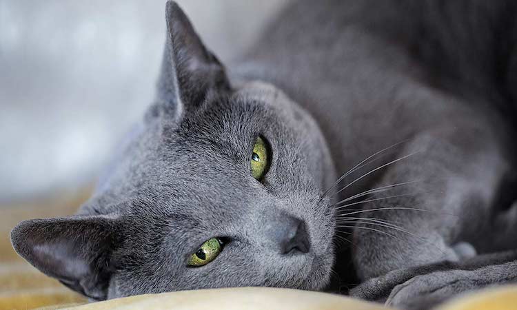 The Beautiful Russian Blue Cat Breed