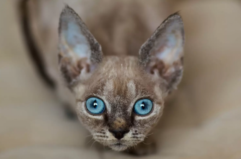 The Affectionate Pixie  Ear Cat  That s the Devon  Rex Cat 