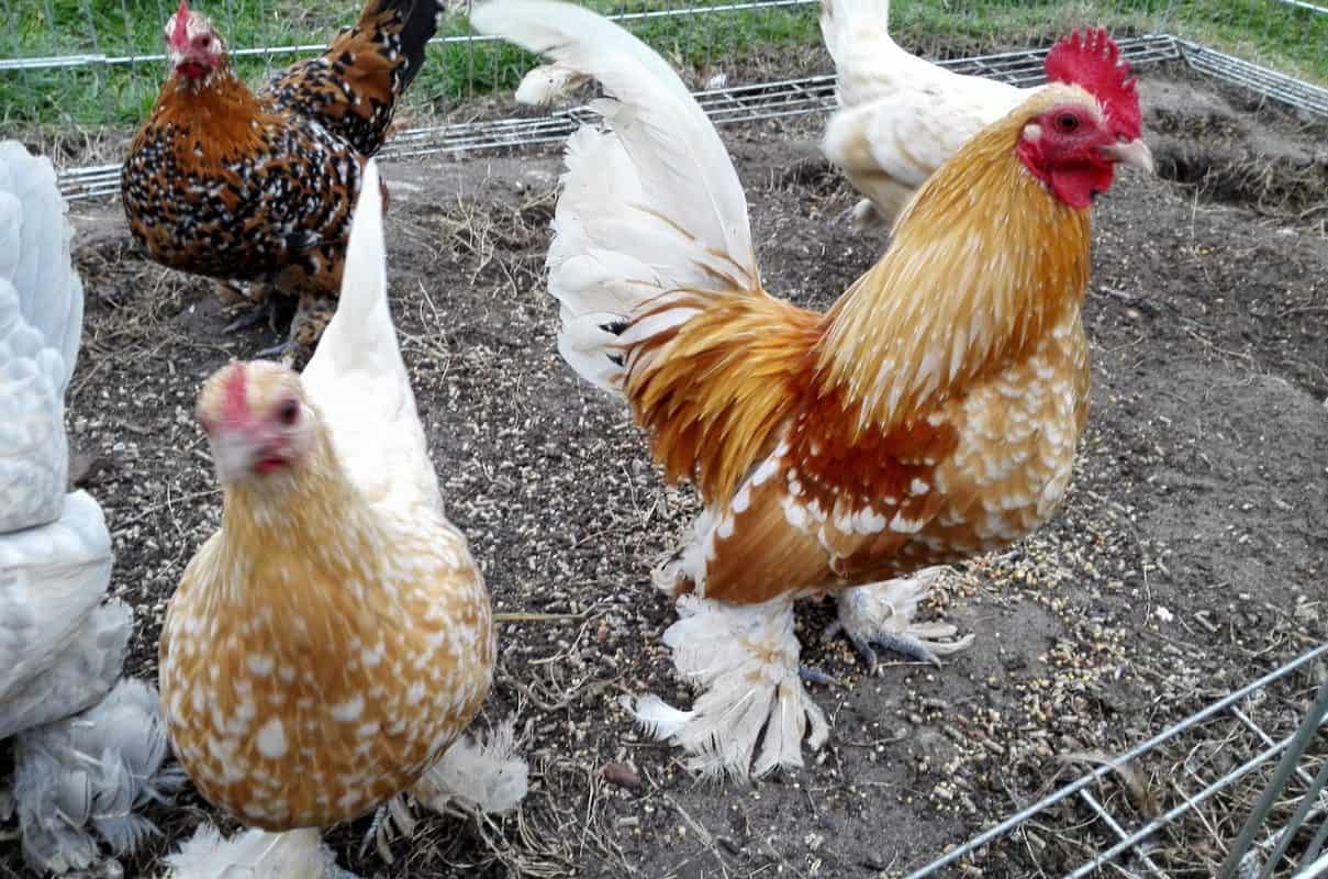 Bantam Chickens The Ultimate Guide On Breeds Eggs Size And Care Guide 