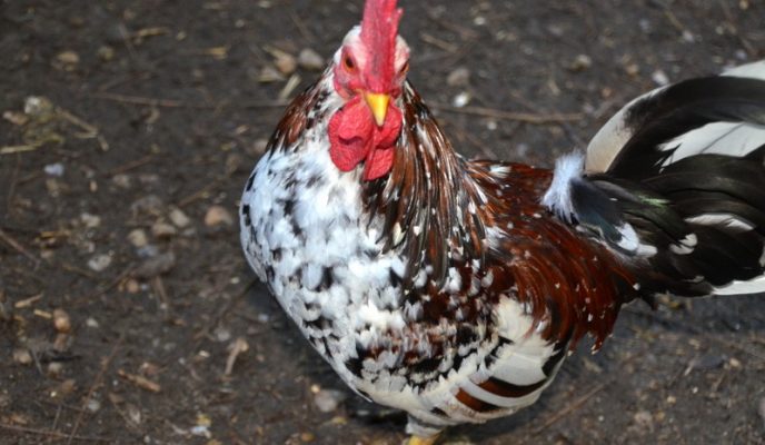 Bantam Chickens The Ultimate Guide On Breeds Eggs Size And Care Guide