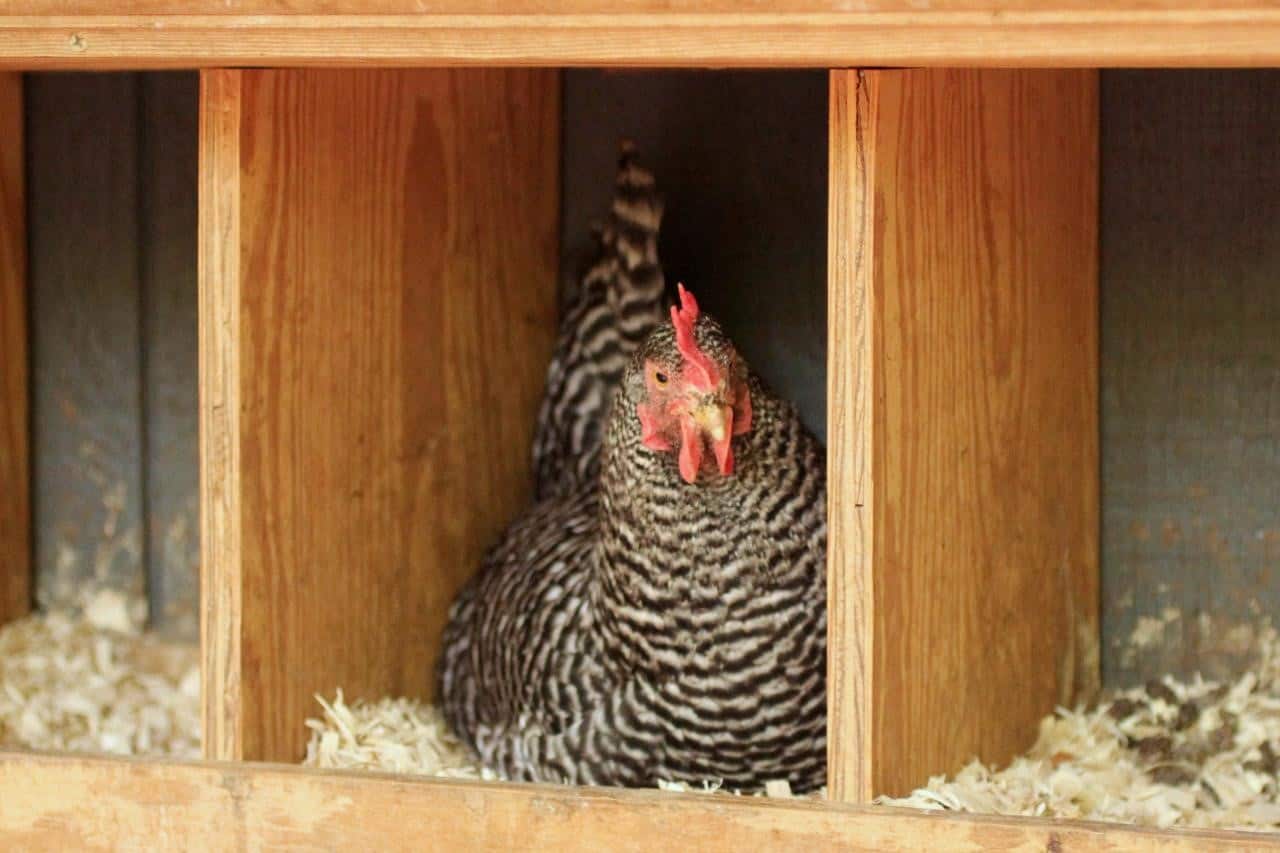 Make Your Chickens Happy With These Proven Nesting Boxes