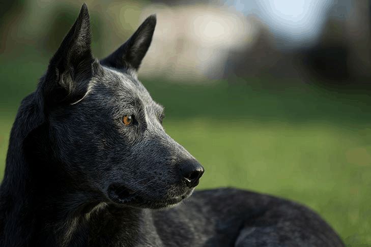 The Complete to Australian Dog Breeds