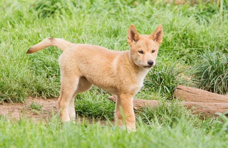 Australian Pet Dingos