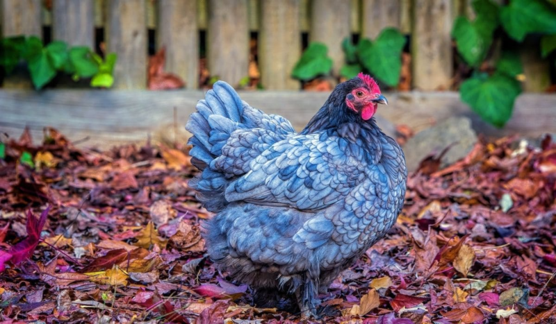 The Ultimate Guide to the Australorp Chicken Breeds | Somerzby