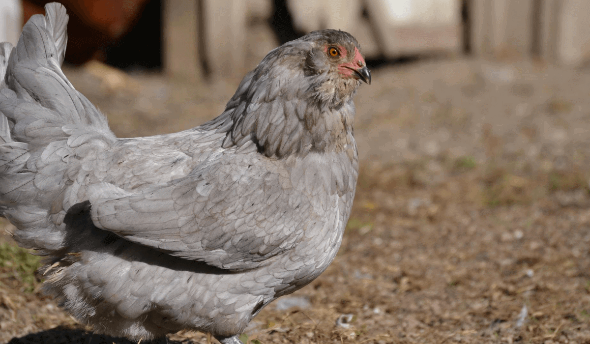 araucana rooster vs hen