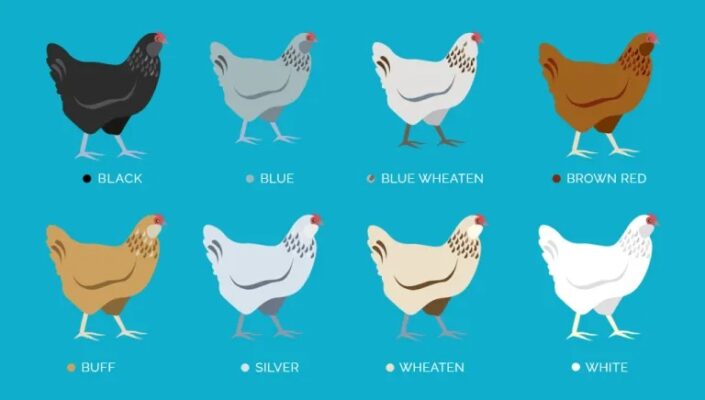 Ameraucana Chickens A Guide To The Rare Chicken Breed 