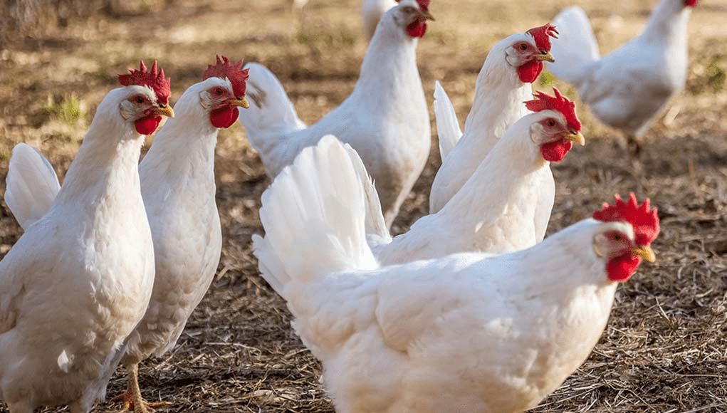 Leghorn Chicken - An In-Depth Somerzby Chicken Guide