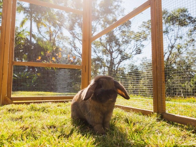 Is it Cruel to Keep Rabbits in a Hutch?