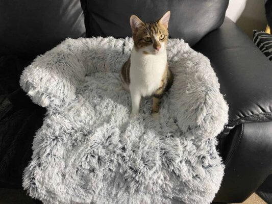 Buy Marley Cat Lounge Bed - $59 for Medium & Large Cat Beds