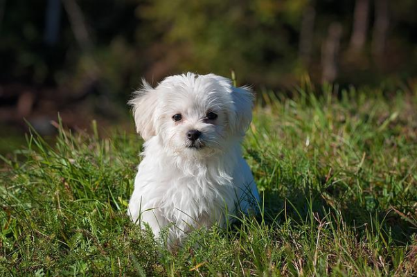 dog-pee-post-great-outdoor-house-training-aid-for-dogs