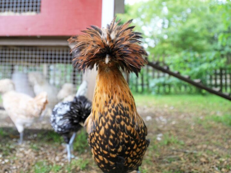 Chickens Won't Go In Coop Learn How To Train Them To Return!