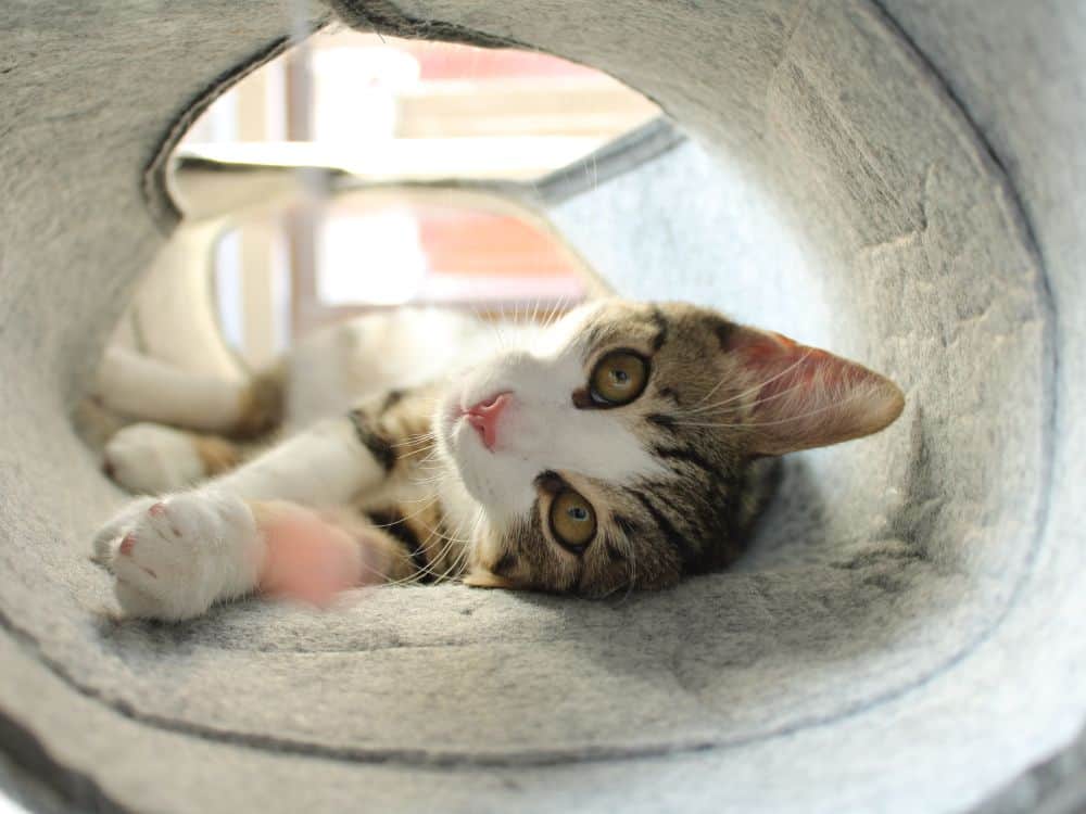 Make sure the tunnel is big enough for your cat to move around comfortably