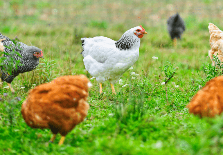 So How Much Space Does a Chicken Really Need?