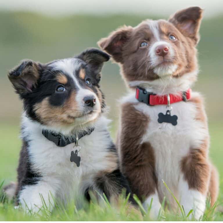 so-what-are-the-best-training-treats-for-puppies